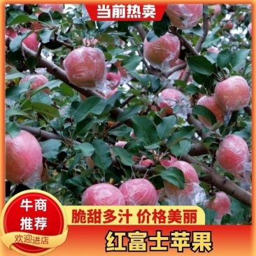 山西运城/红富士苹果“脆的嘎嘣响”一口爆汁