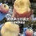 山西运城/红富士苹果“脆的嘎嘣响”一口爆汁