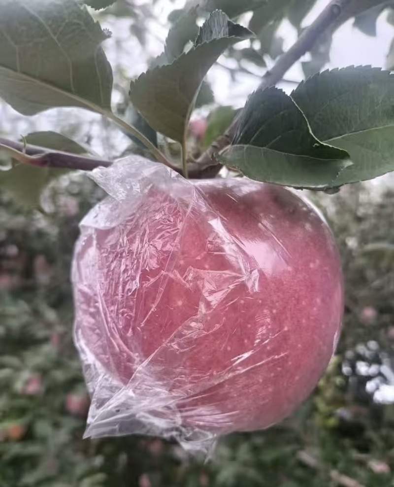 山西运城/红富士苹果“脆的嘎嘣响”一口爆汁