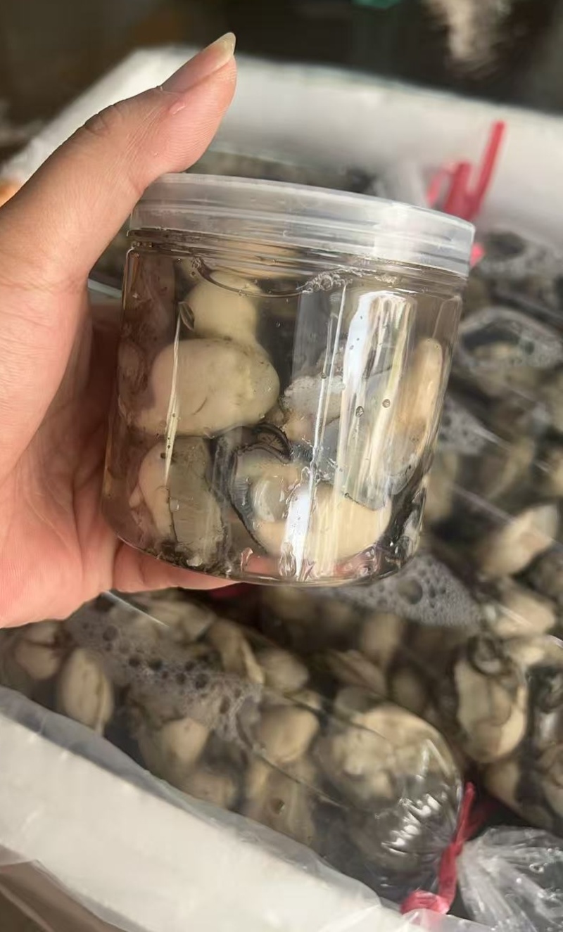 生蚝全网**，源头直发，接各种规格和包装，新鲜生蚝肉现开
