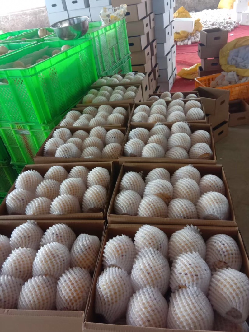 云南石林人参果种植基地