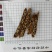全瓜蒌！无色变。无霉变！保质保量，量大价优！