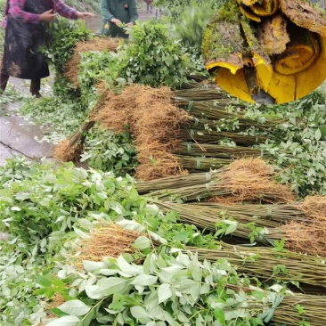 黄柏苗药材种植重庆黄柏苗四川黄柏苗