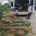 黄柏苗药材种植重庆黄柏苗四川黄柏苗