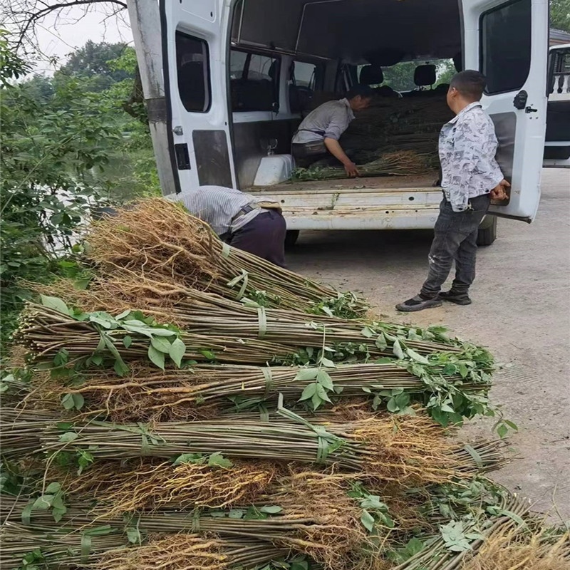 黄柏苗药材种植重庆黄柏苗四川黄柏苗