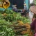 黄柏苗药材种植重庆黄柏苗四川黄柏苗