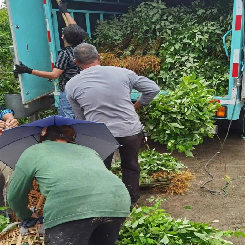 黄柏苗药材种植重庆黄柏苗四川黄柏苗