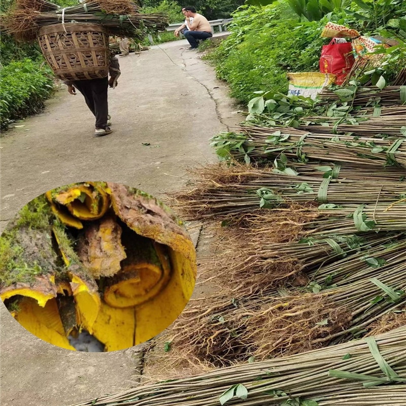 黄柏苗药材种植重庆黄柏苗四川黄柏苗