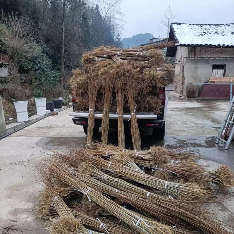 黄柏苗药材种植重庆黄柏苗四川黄柏苗