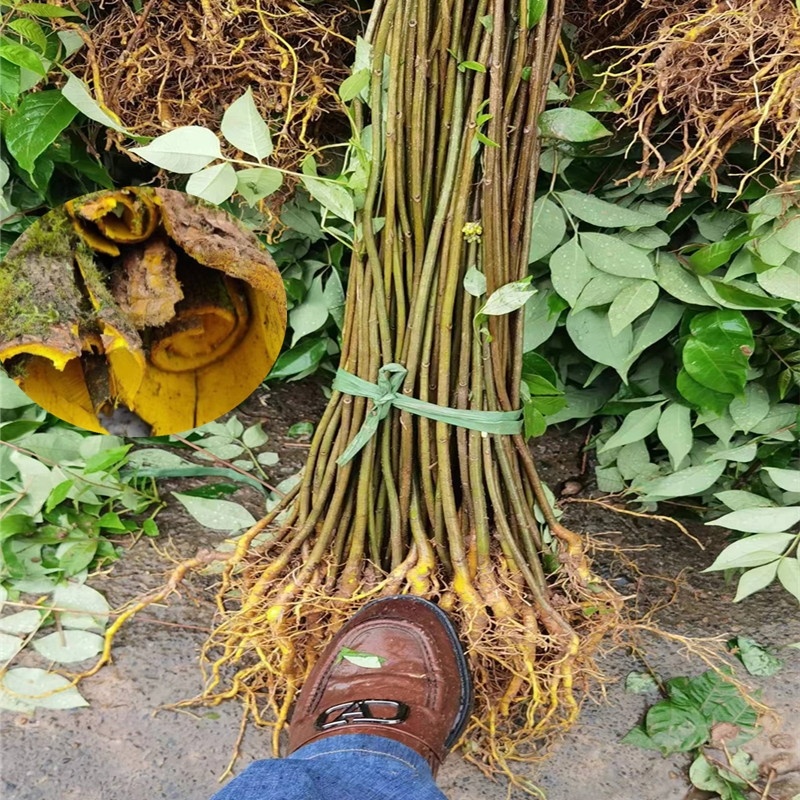 黄柏苗药材种植重庆黄柏苗四川黄柏苗