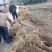 黄柏苗药材种植重庆黄柏苗四川黄柏苗