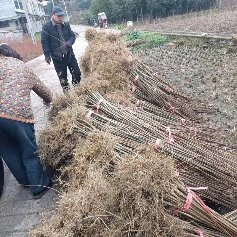 黄柏苗药材种植重庆黄柏苗四川黄柏苗