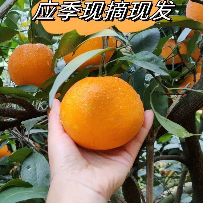 赣南脐橙