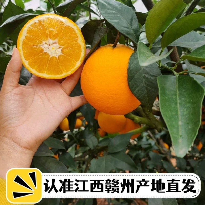 赣南脐橙