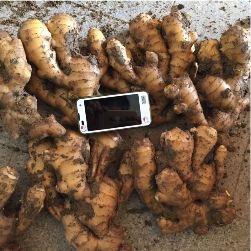 烘干姜老姜生姜大黄姜小黄姜嫩芽姜月子姜窖姜