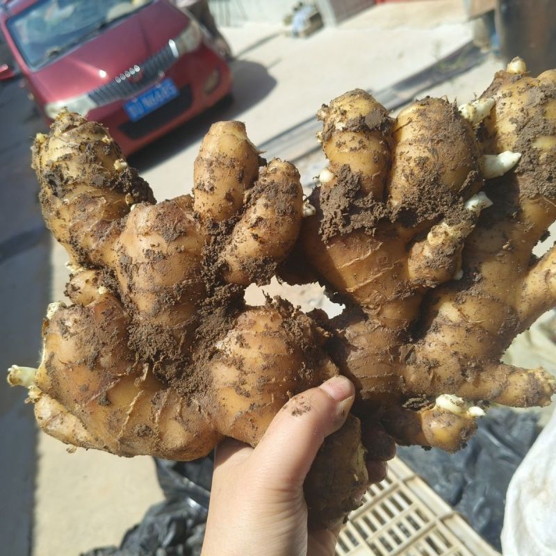 烘干姜老姜生姜大黄姜小黄姜嫩芽姜月子姜窖姜