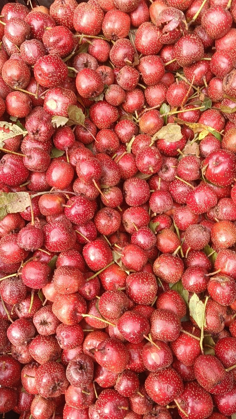 秋果，鸡血红秋果。做糖葫芦不化糖。包邮。
