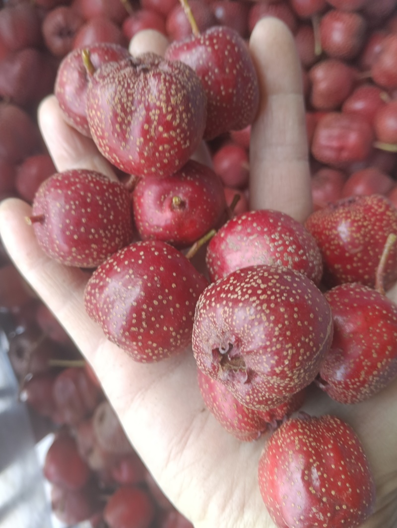 秋果，鸡血红秋果。做糖葫芦不化糖。包邮。