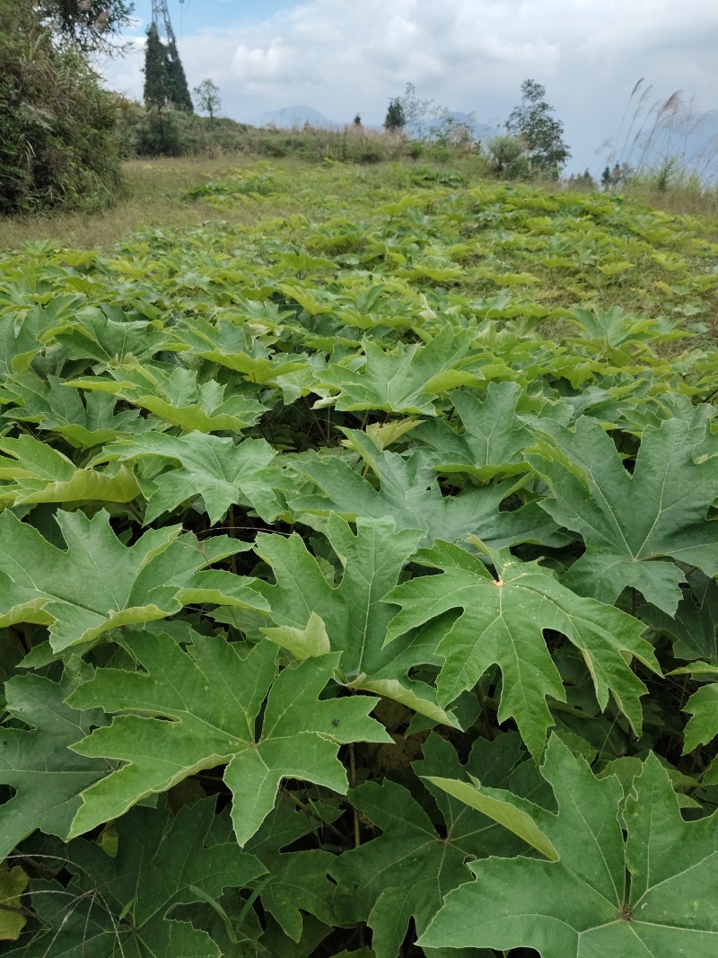 青皮大通草苗