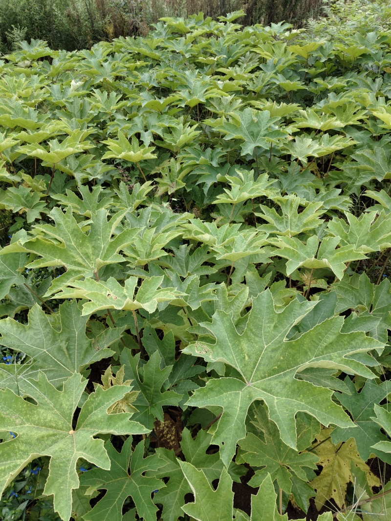 青皮大通草苗