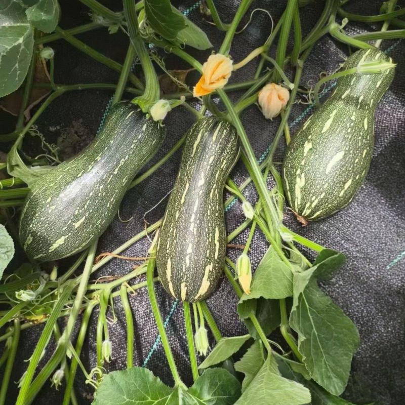 汇蔬青蜜南瓜种子杂家花皮嫩南瓜种子有花斑长棒形青瓜种子