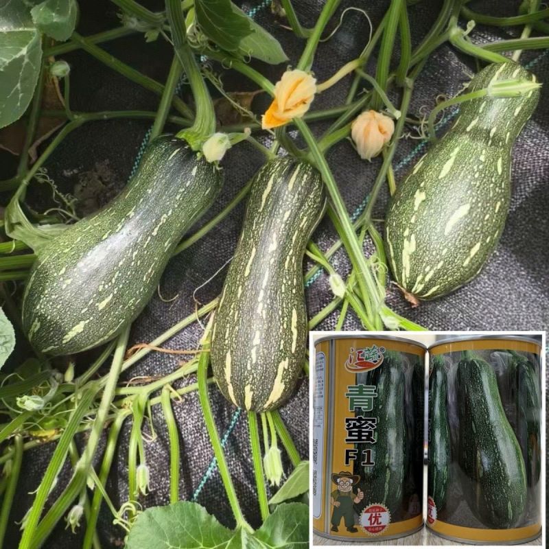 汇蔬青蜜南瓜种子杂家花皮嫩南瓜种子有花斑长棒形青瓜种子