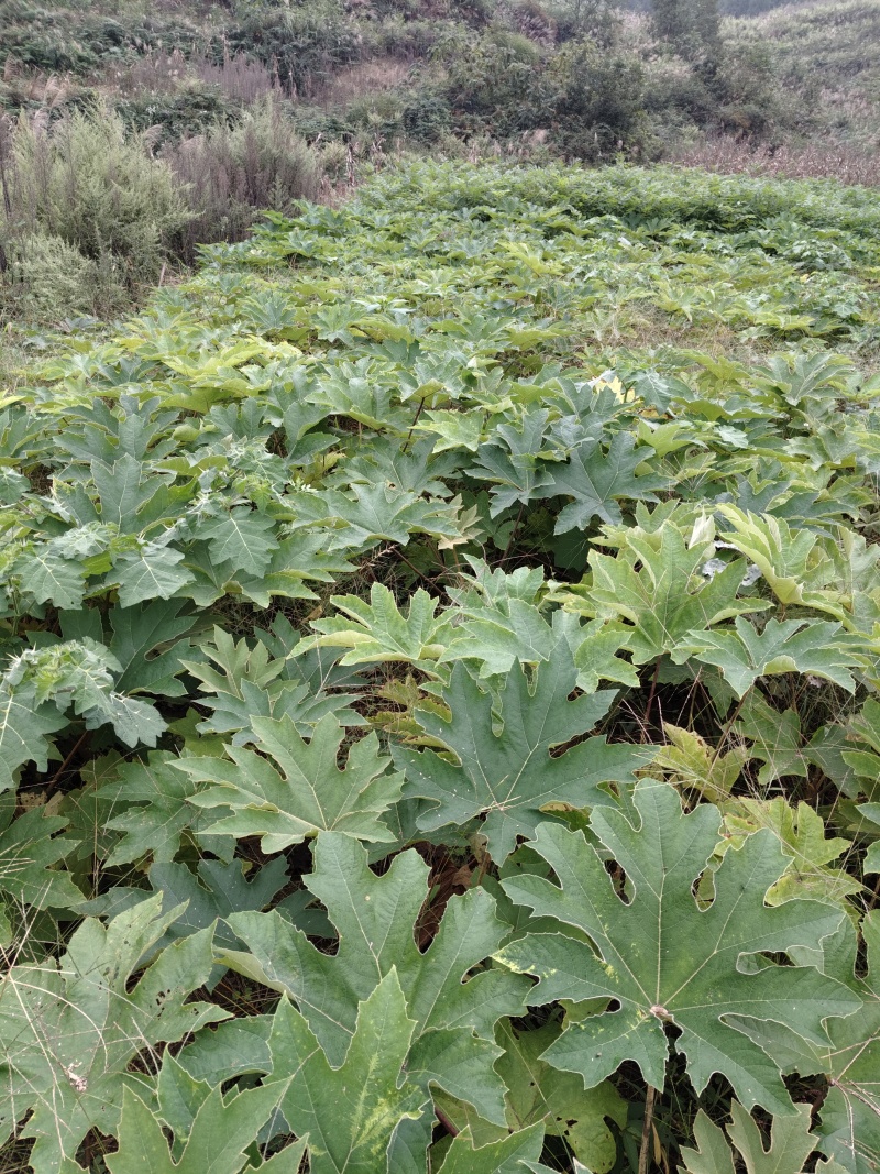 青皮大通草苗
