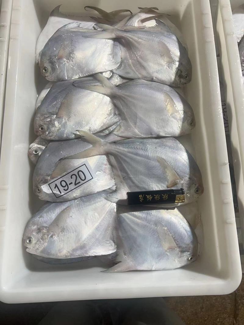 东海（白鲳鱼）源头一手货源。冻品小包装盒产地直供。