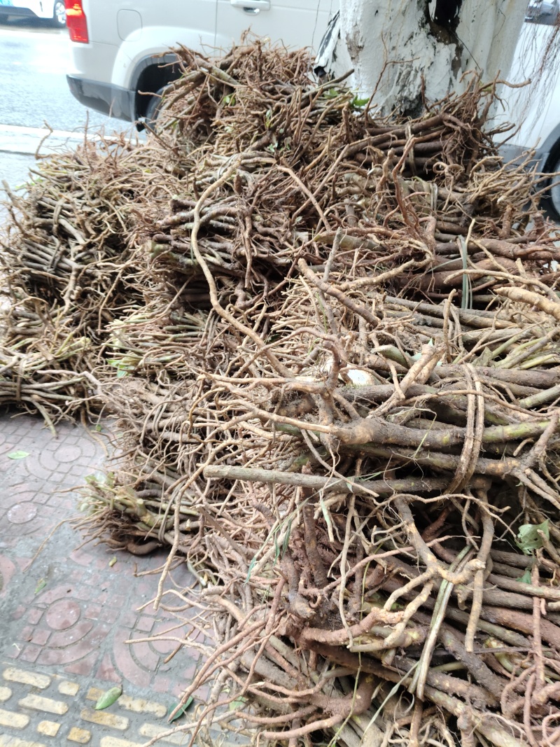 青皮大通草苗