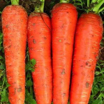 河南开封沙地胡萝卜5斤包邮新鲜现挖脆甜沙地红萝卜农家蔬