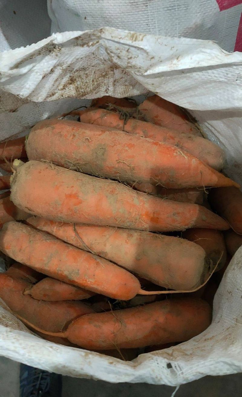河南开封沙地胡萝卜5斤包邮新鲜现挖脆甜沙地红萝卜农家蔬