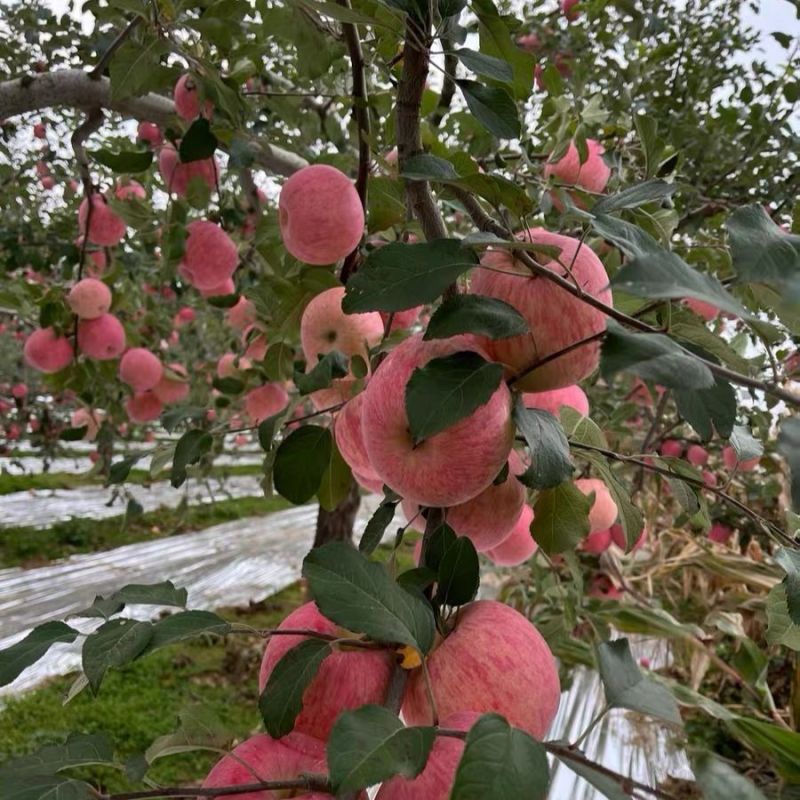 优质红富士苹果山东苹果常年供应全国发货代存代发