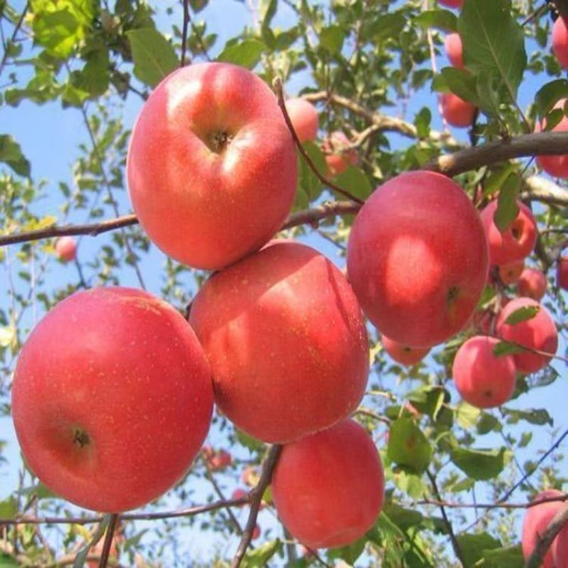 优质红富士苹果山东苹果常年供应全国发货代存代发