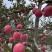 优质红富士苹果山东苹果常年供应全国发货代存代发
