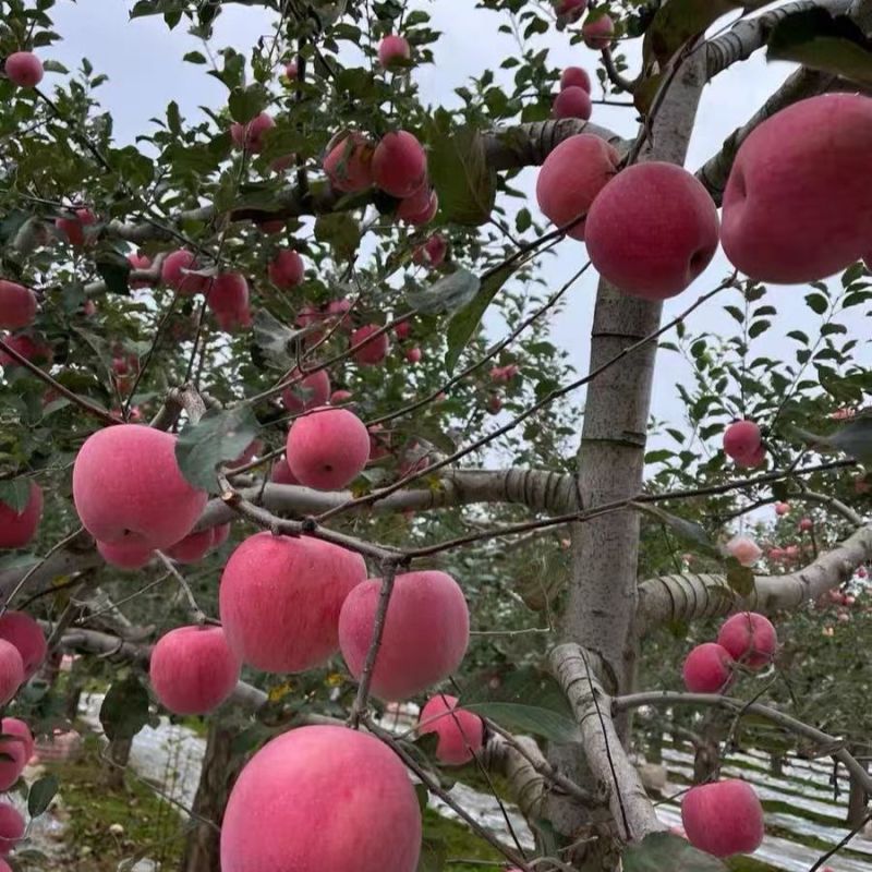 优质红富士苹果山东苹果常年供应全国发货代存代发