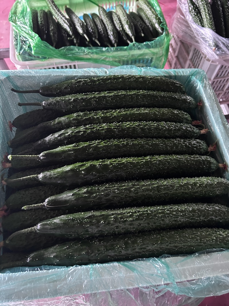 【热卖中】山东精品密刺黄瓜基地当天采摘货源充足全国发
