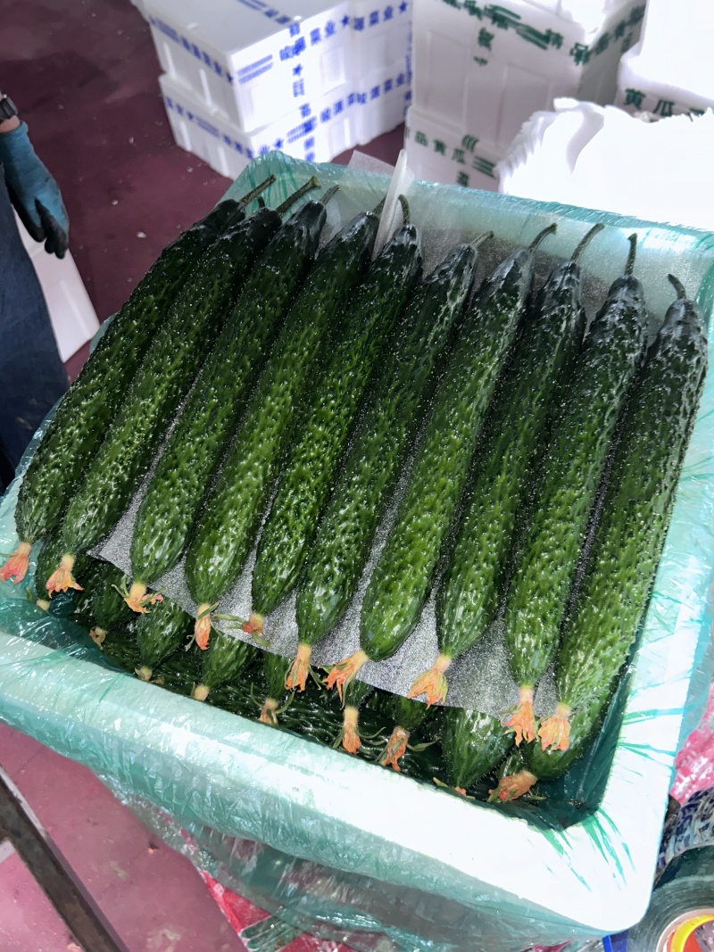 【热卖中】山东精品密刺黄瓜基地当天采摘货源充足全国发