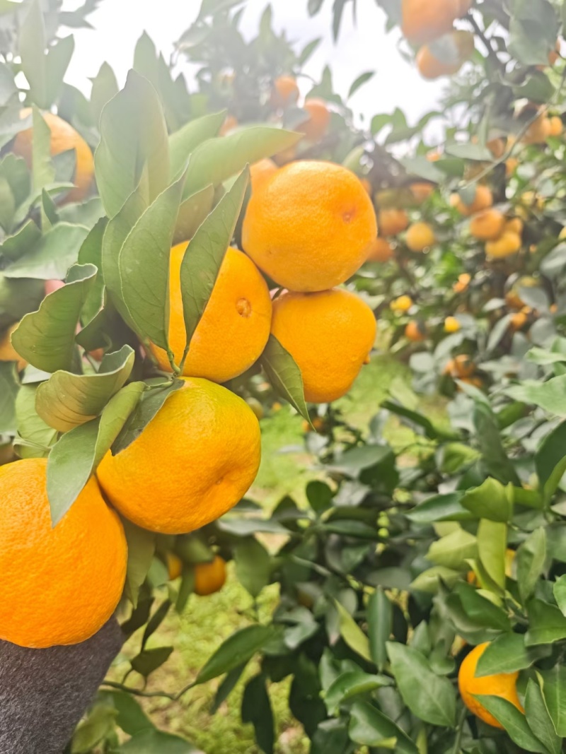 蜜橘