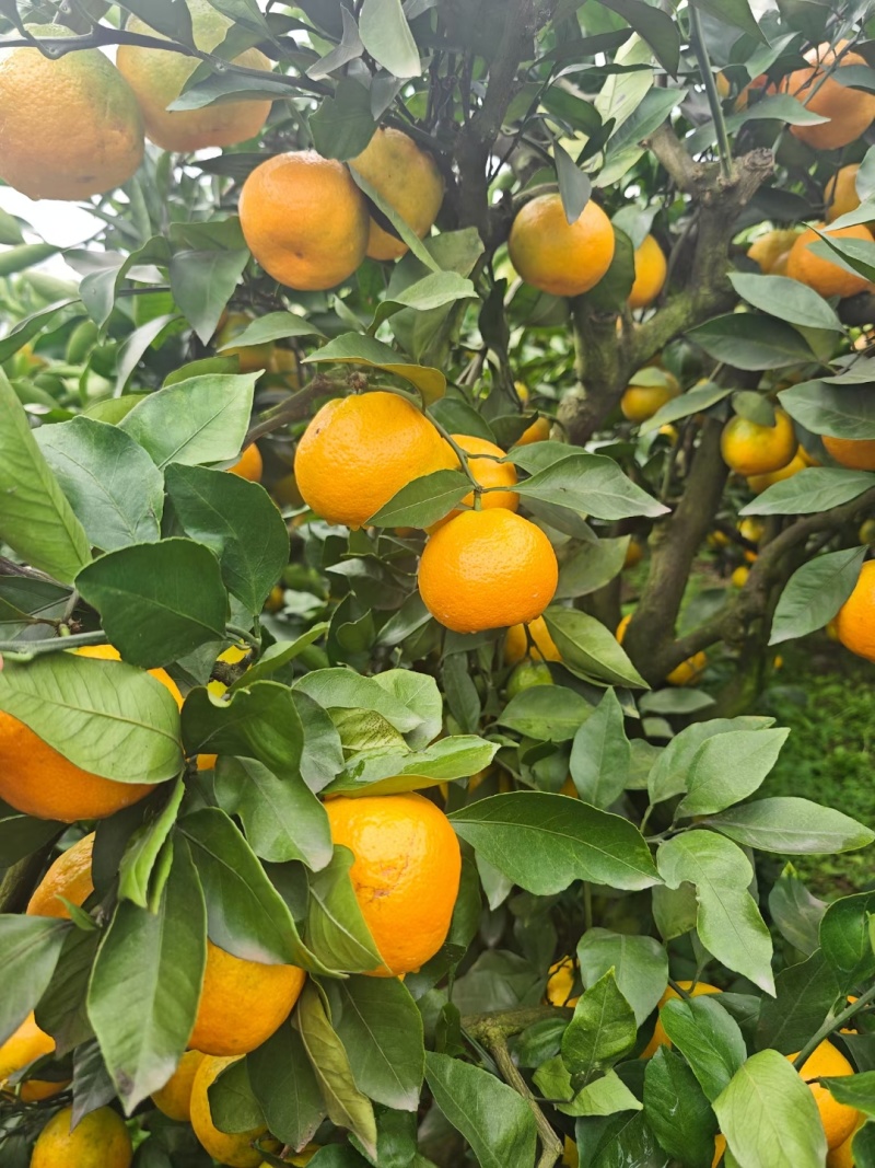 蜜橘