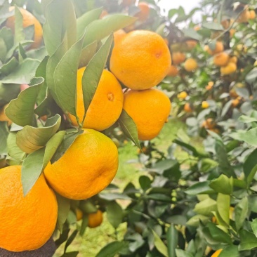 蜜橘