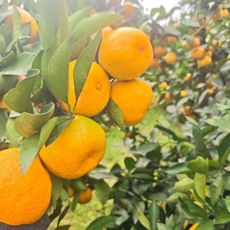 蜜橘