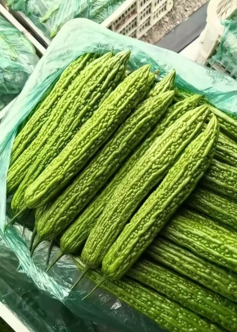 山东寿光精品苦瓜油绿苦瓜条型好货源足欢迎来电订购视频看货