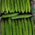 山东寿光精品苦瓜油绿苦瓜条型好货源足欢迎来电订购视频看货
