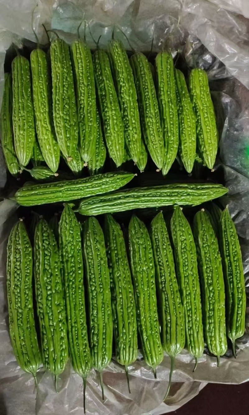 山东寿光精品苦瓜油绿苦瓜条型好货源足欢迎来电订购视频看货
