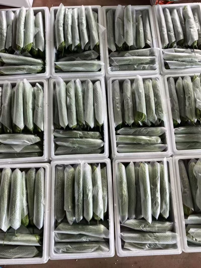 山东寿光精品苦瓜油绿苦瓜条型好货源足欢迎来电订购视频看货
