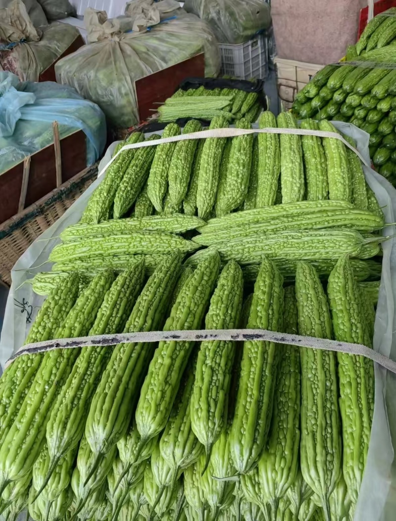 山东寿光精品苦瓜油绿苦瓜条型好货源足欢迎来电订购视频看货