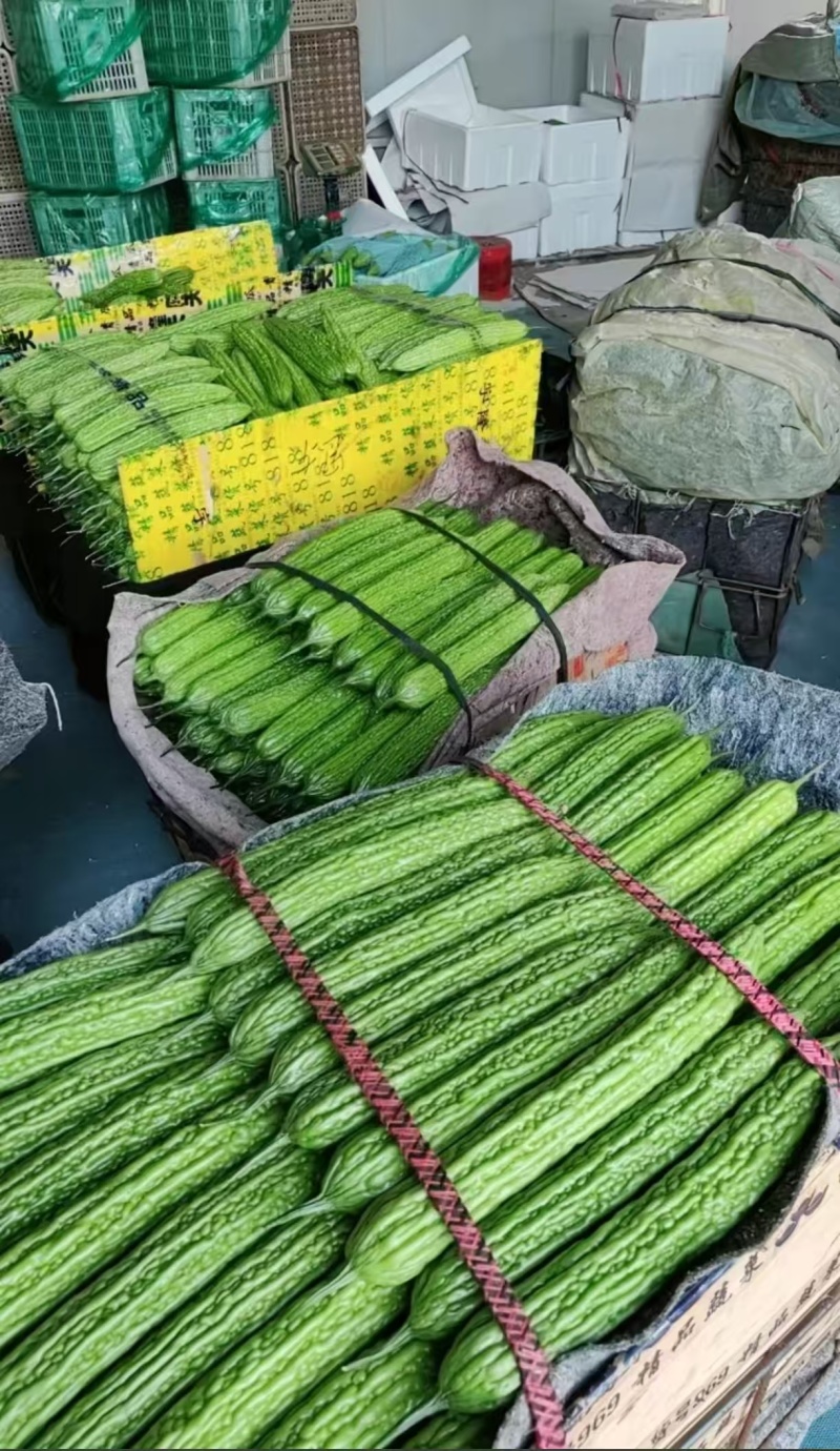 山东寿光精品苦瓜油绿苦瓜条型好货源足欢迎来电订购视频看货