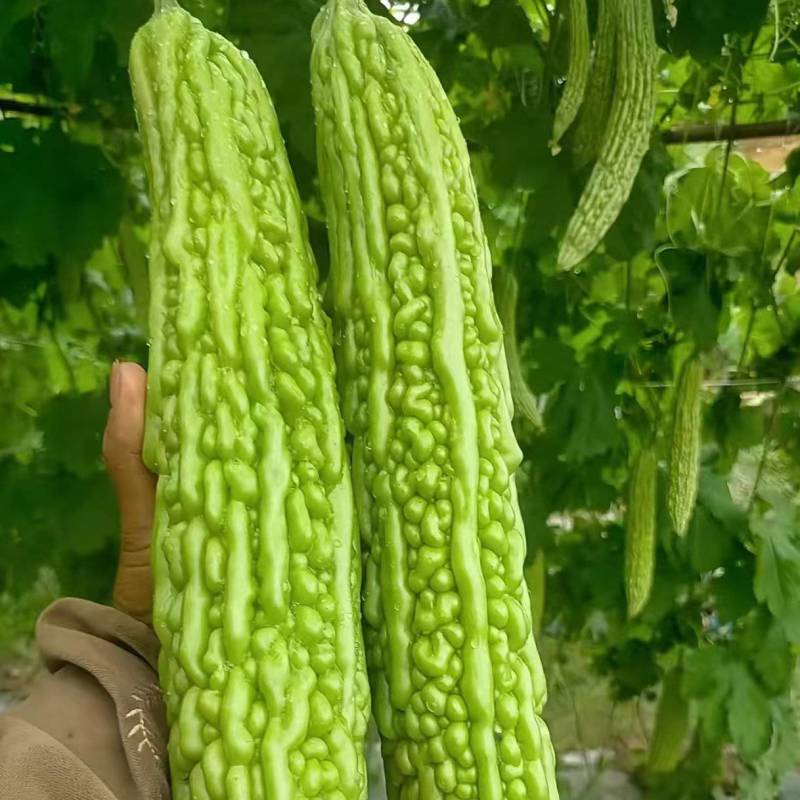 山东寿光精品苦瓜油绿苦瓜条型好货源足欢迎来电订购视频看货