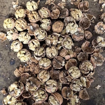 云南核桃地摊货电商货都有高品质低价格
