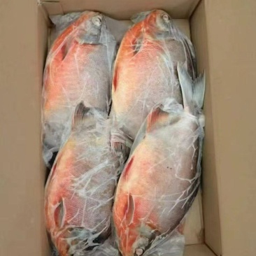 红鲳鱼